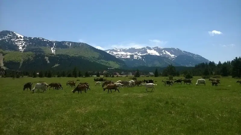 blidinje-cattle-landscape