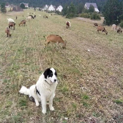 sheeps-and-dog-blidinje