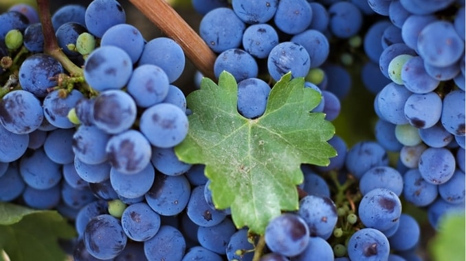 Vinogradi Bosne i Hercegovine-min