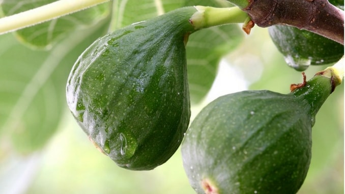 fig-fruit-of-herzegovina-min