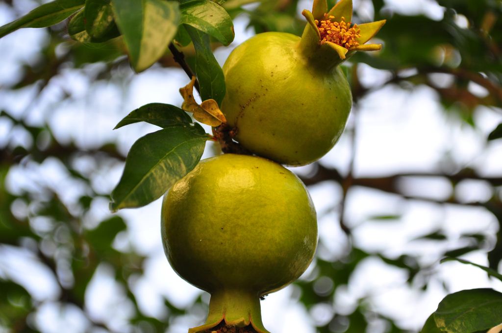 organic-food-mosta