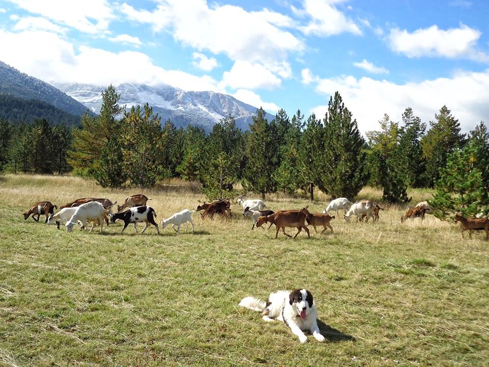 blidinje-dog-cattle