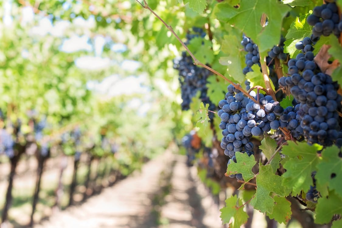 purple-grapes-vineyard-herzegovina